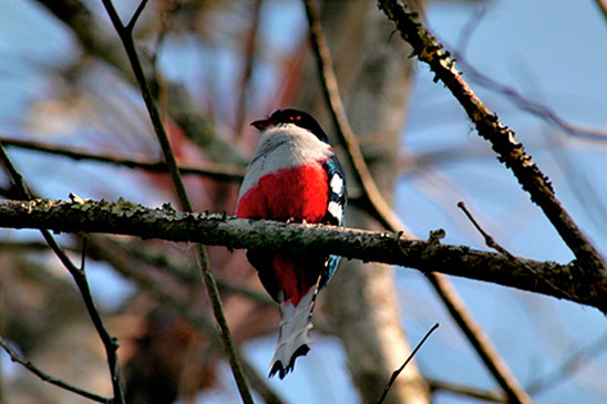 Cuban trogon or tocororo