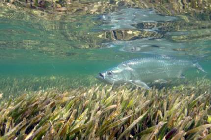 Cuban Marine Parks during Pandemic