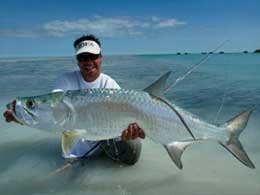 Tarpon